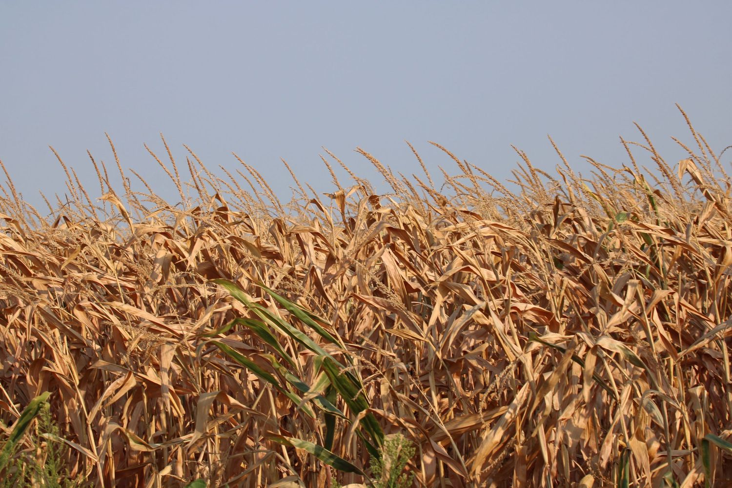 Image of a hay field for color and affect.