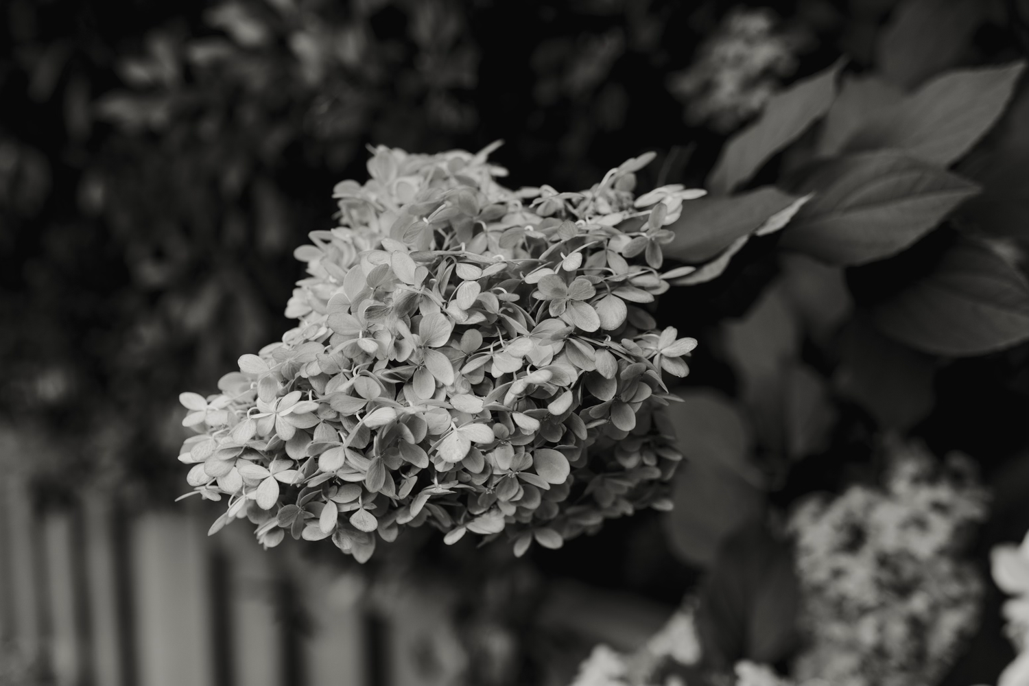 Black and white photograph of a large hydrangea flower bloom with delicate petals against a dark background.