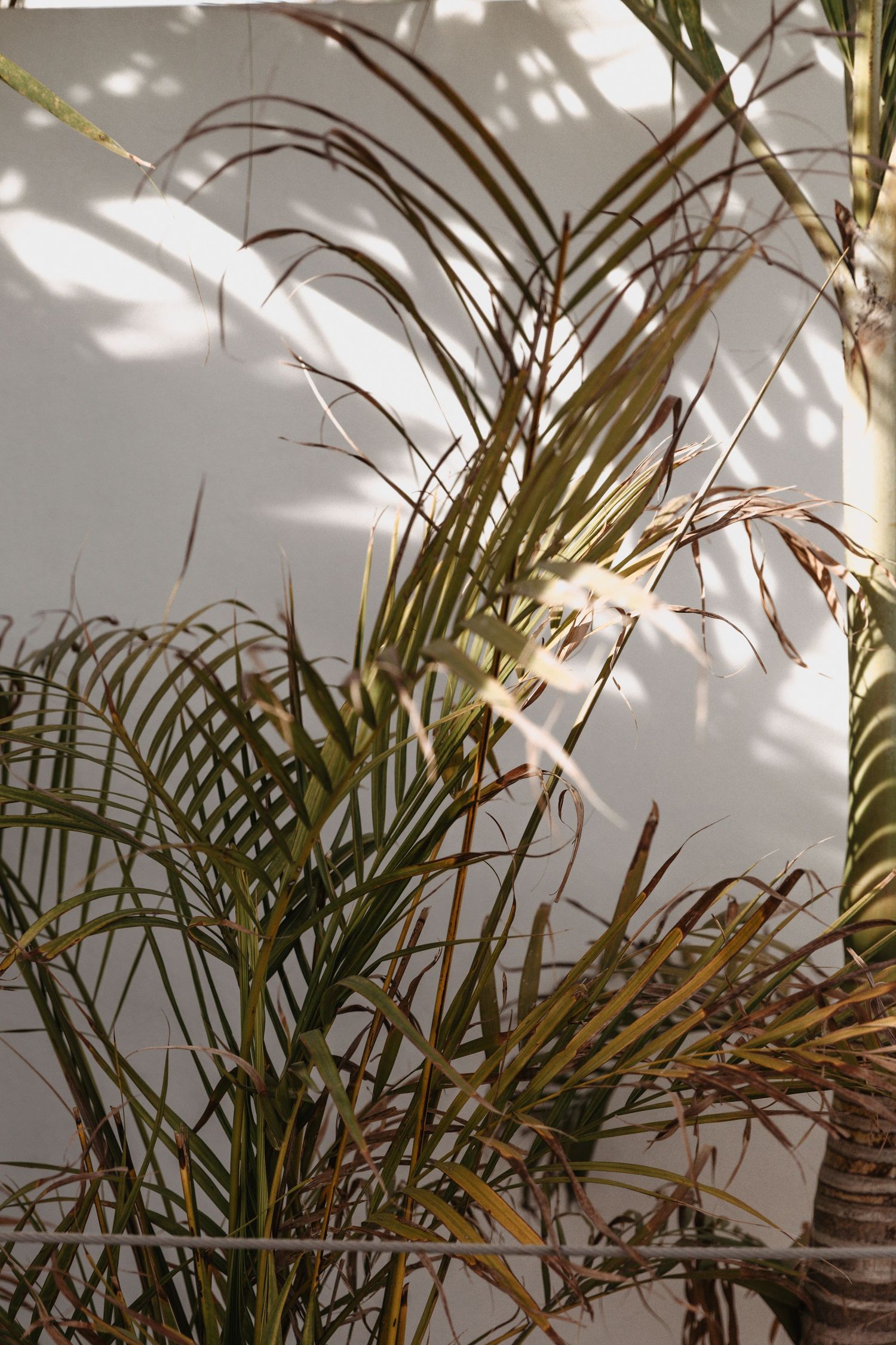 Tropical palm fronds cast dramatic shadows on a white wall with filtered sunlight creating an artistic pattern.