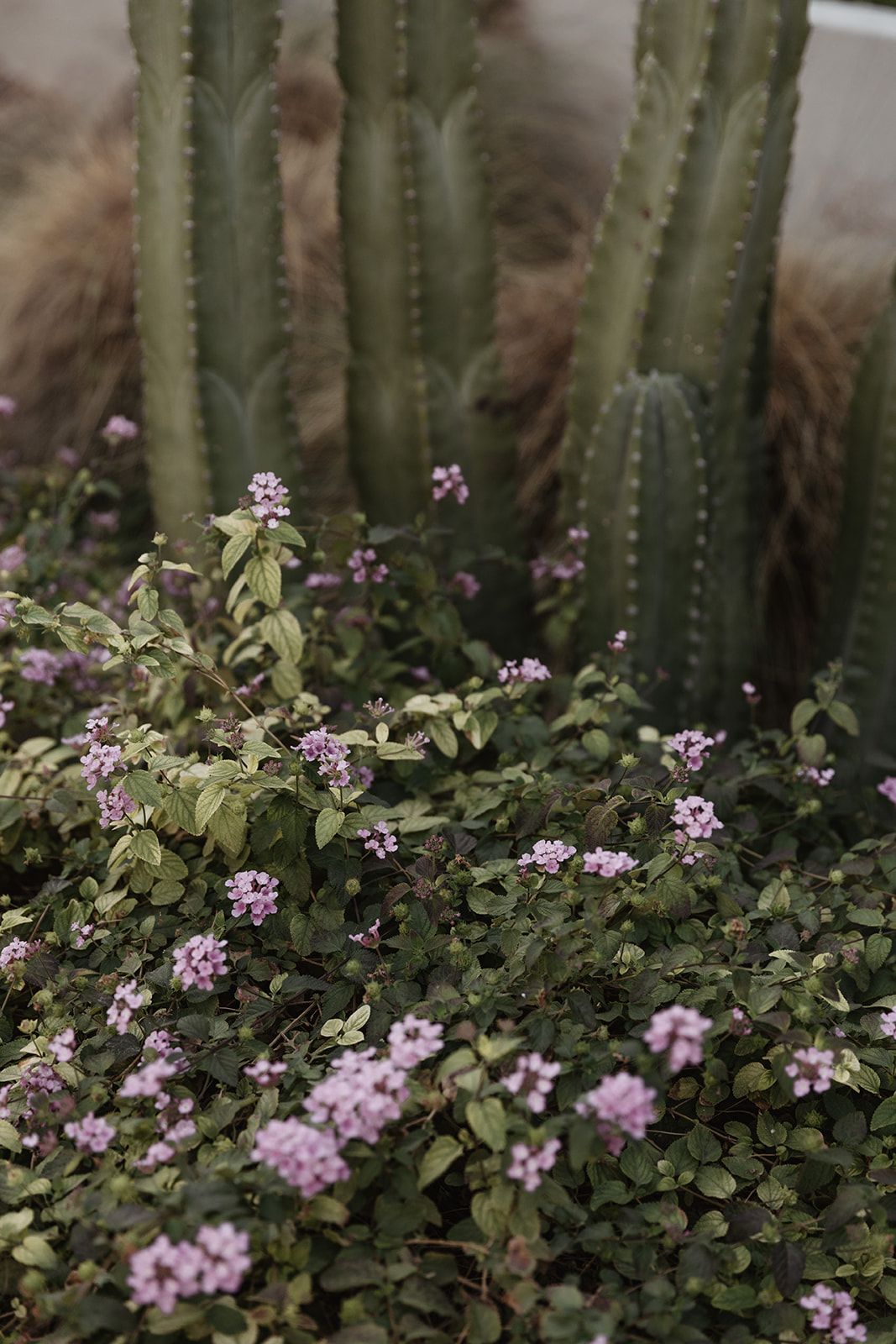 Pink lantana flowers bloom beneath tall green cactus stalks in a desert garden setting.