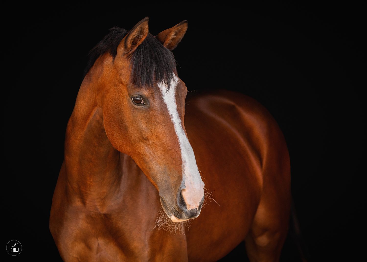 A majestic chestnut horse with a white blaze marking on its face stands against a dark background.