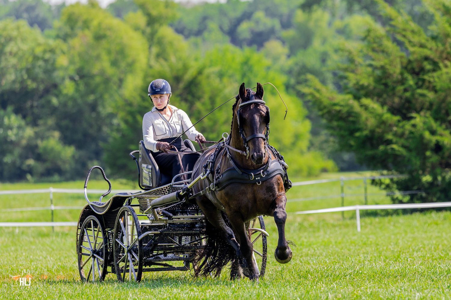 A driver steers a carriage behind a black horse trotting on lush green grass with trees in the background.