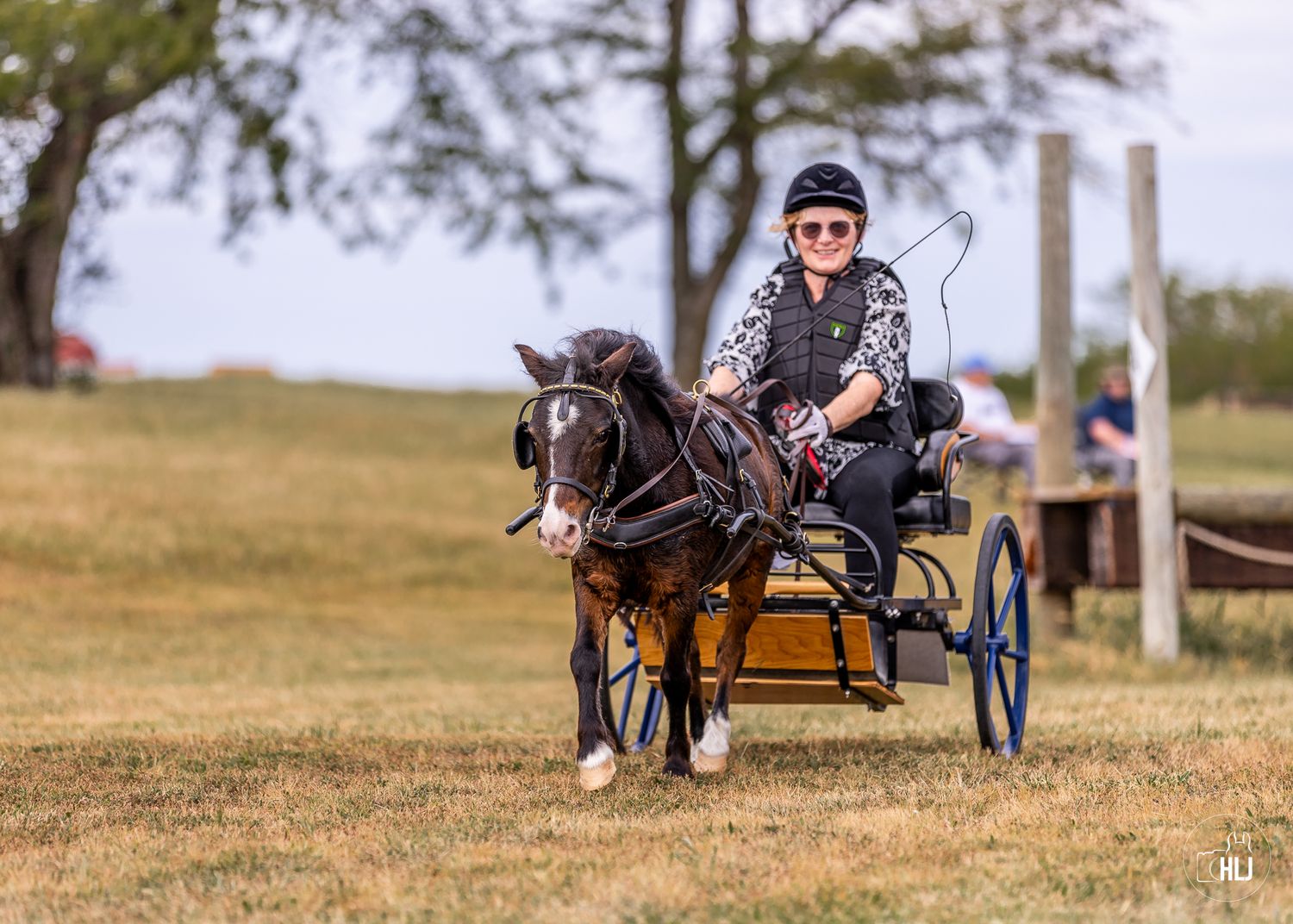 Someone enjoying a sunny day driving a dark colored horse-drawn carriage on a grass field.