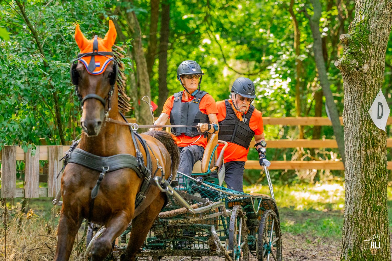 Horseback riding groups journey through lush green trails at a guided nature park during a summer day.