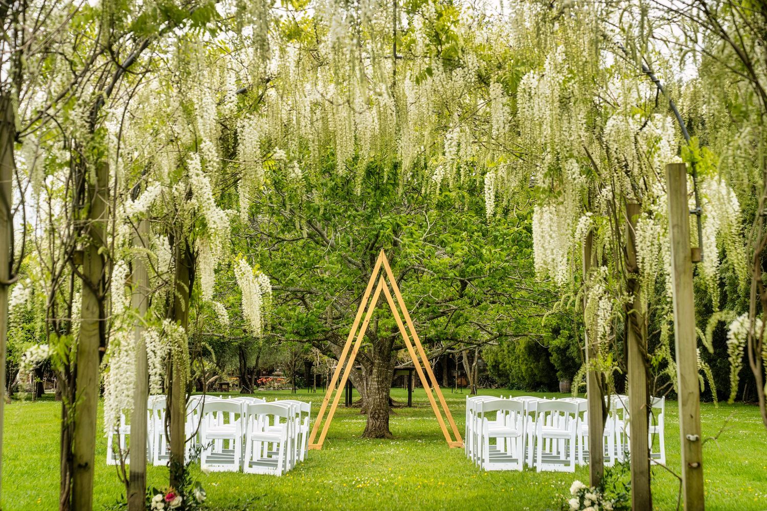 Outdoor wedding ceremony setup with white wisteria, wooden triangular arch, and white chairs on green lawn.