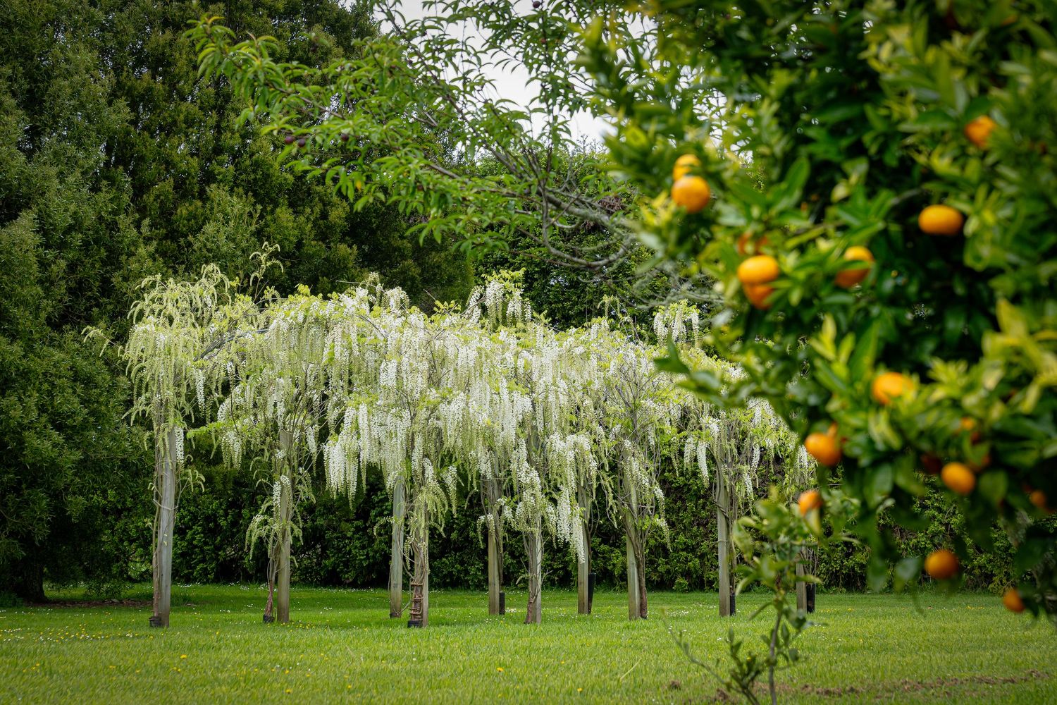 White wisteria cascades over slender trees in a lush green garden beside a vibrant orange citrus tree.
