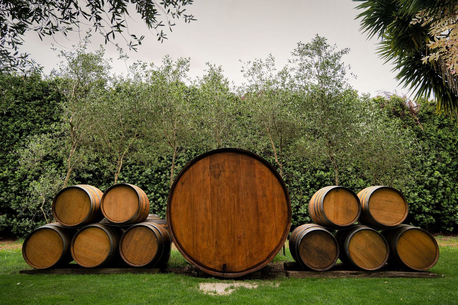 Large wooden wine barrels stacked on green grass surrounded by lush trees at a vineyard winery.