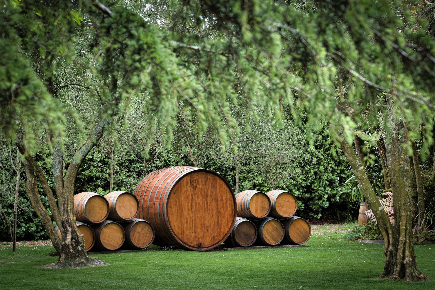 Large wooden wine barrels arranged on green grass surrounded by lush weeping willow trees at a winery.