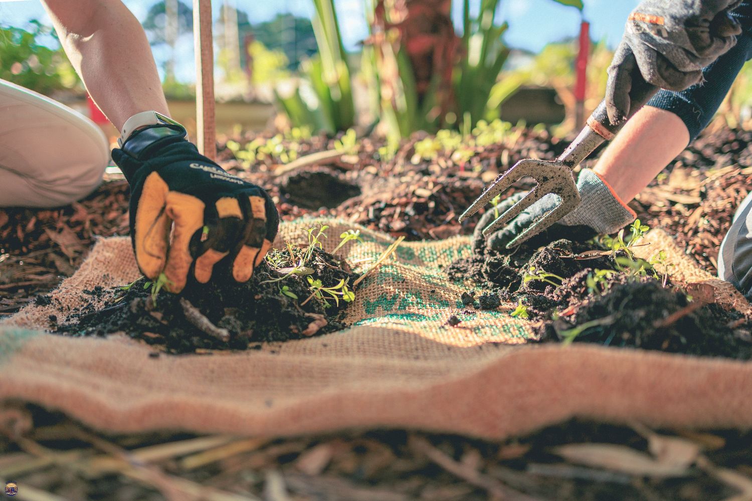 Two gardeners wearing gloves spreading compost and plant material onto a hessian sheet in a community garden.