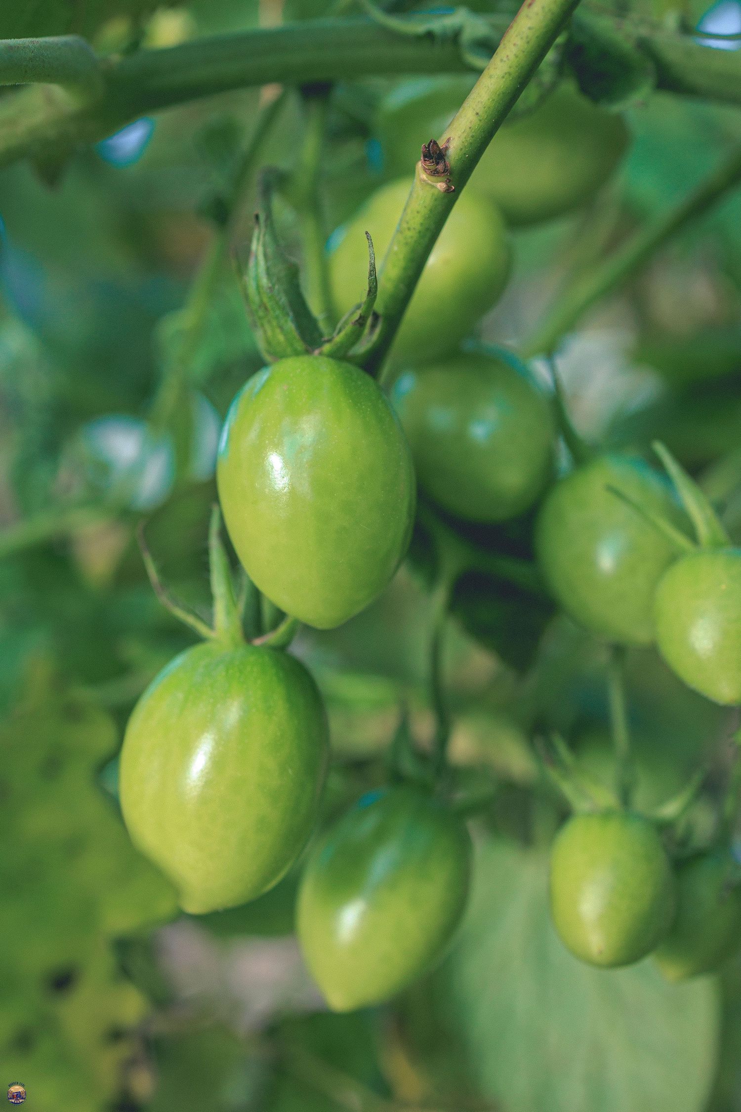Harvesting of cherry tomatoes at Rose Bay Community Garden