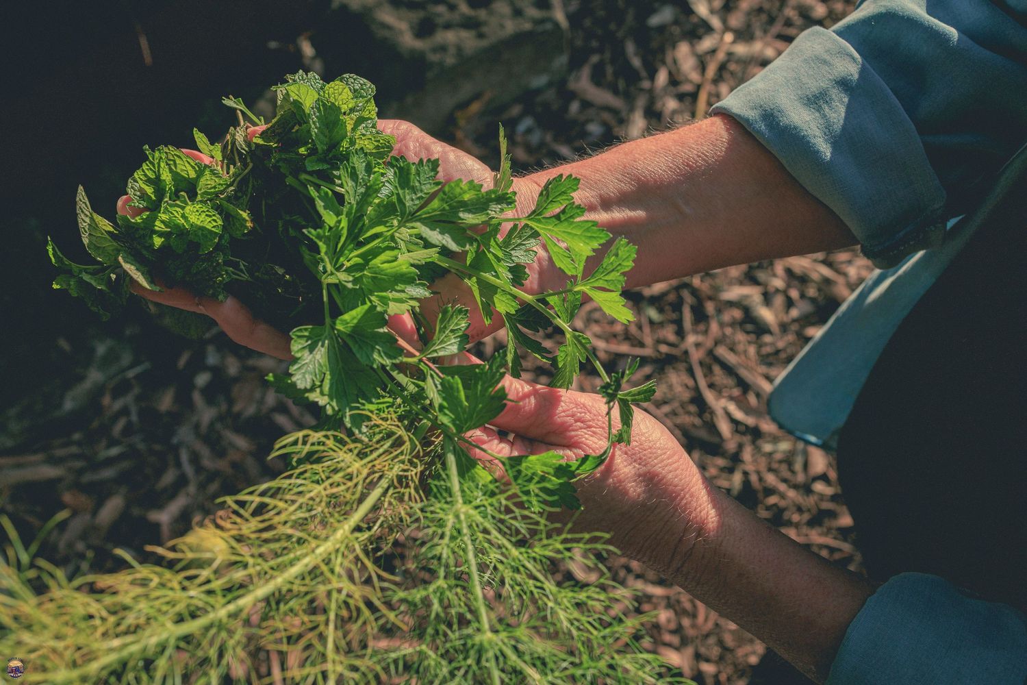 Hands holding a freshly harvested mix of leafy greens and herbs in a community garden