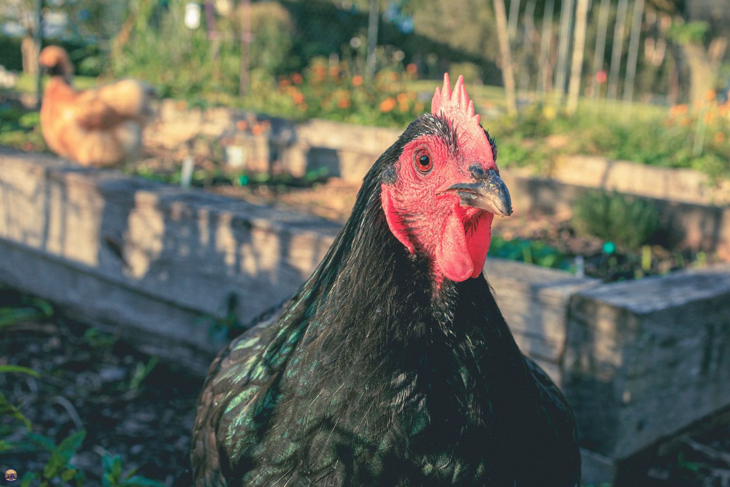 Close-up portrait of a black chicken with a bright red comb, standing in a sunlit community garden with raised beds behind.