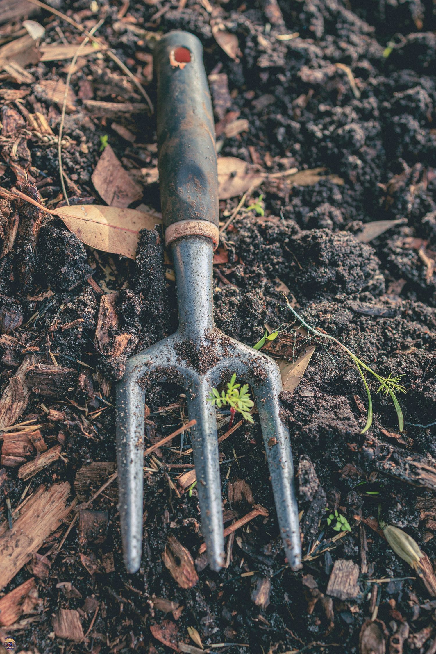 Close-up of a three-pronged hand cultivator lying on dark, freshly turned garden soil.
