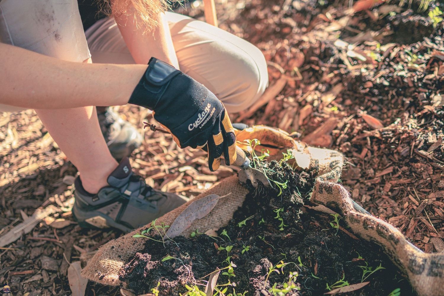 Person wearing gardening gloves scooping compost and plant debris into a hessian sack on mulched ground.