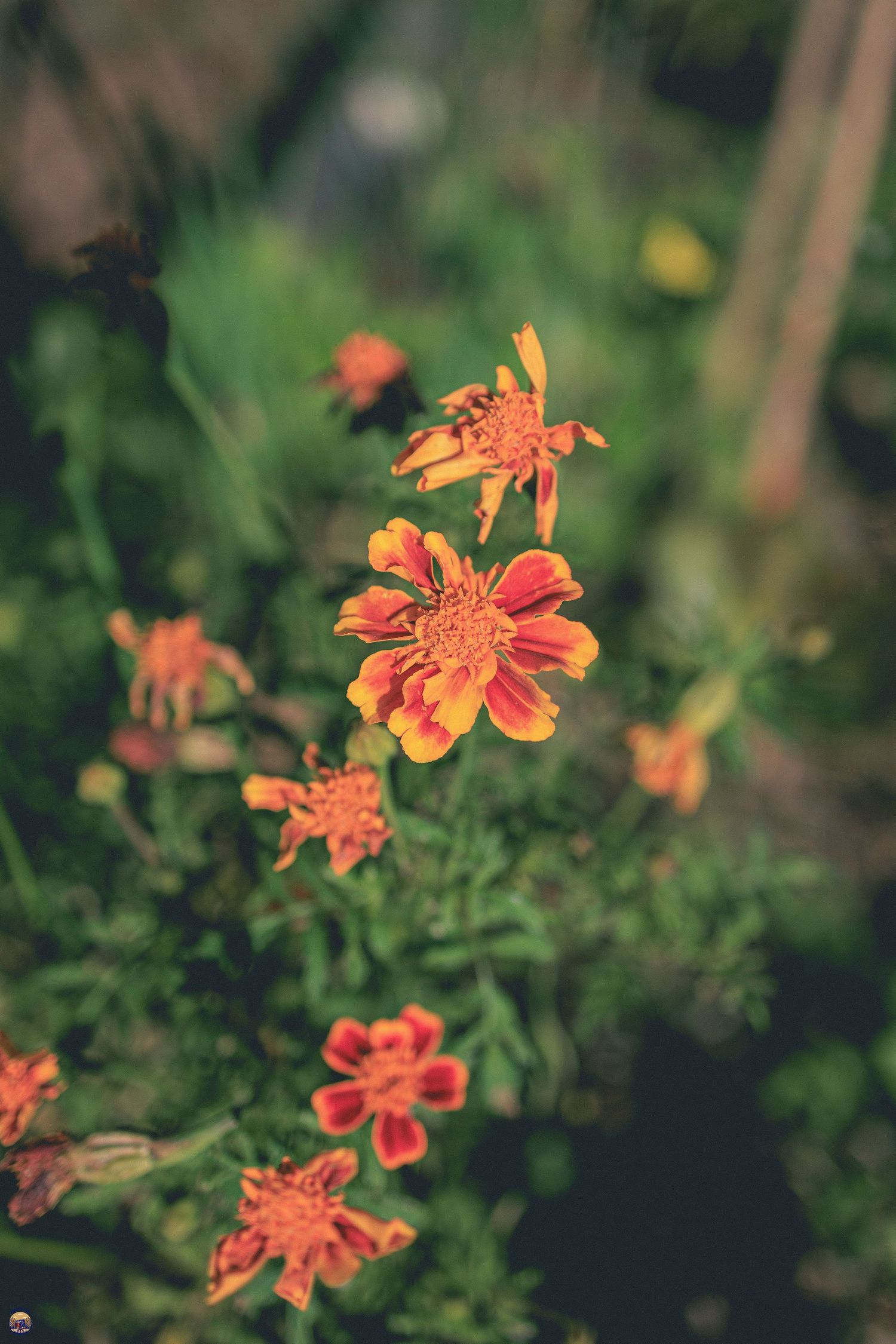 Close-up of vibrant orange marigold-like flowers growing in a lush garden bed.