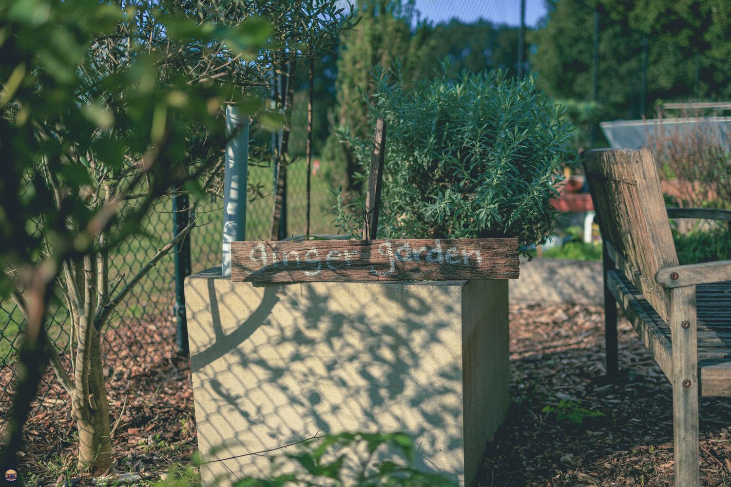 Sunlit garden corner showing a raised concrete bed, surrounding greenery, and a rustic timber bench.