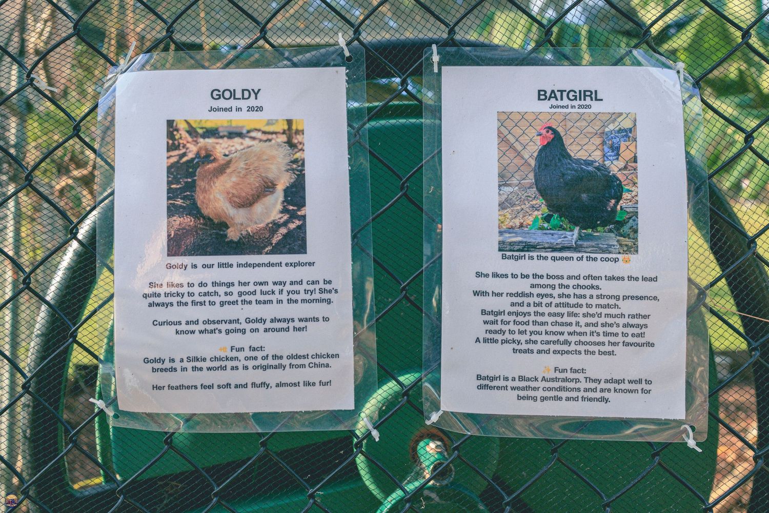 Two laminated chicken profile sheets attached to a wire fence, each with a portrait photo and descriptive text about individual hens.