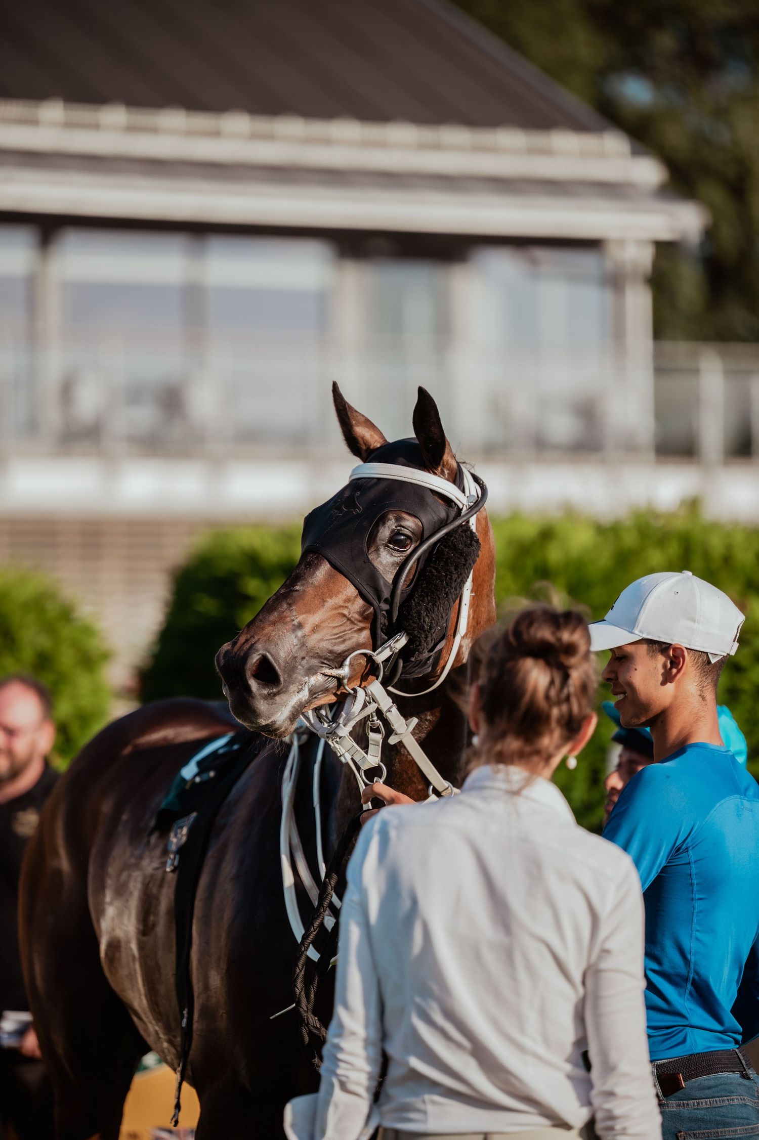 Dark bay thoroughbred horse with bridle surrounded by handlers at a racing venue.