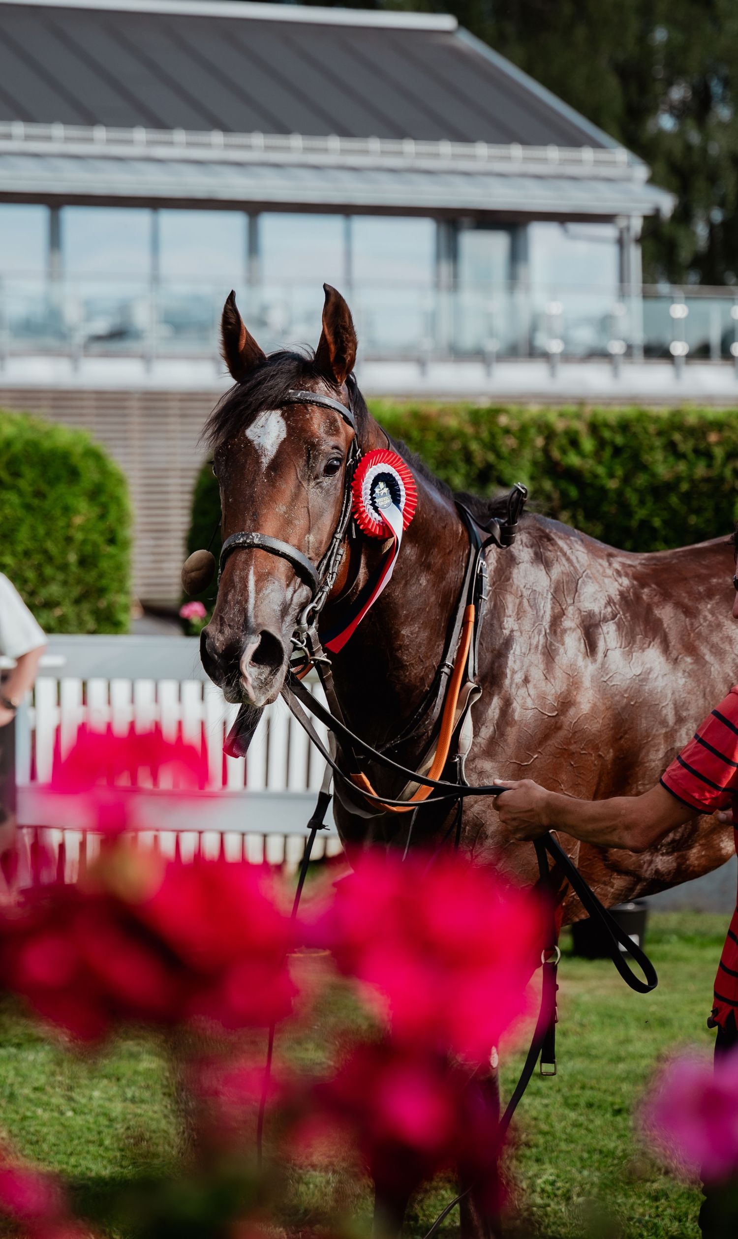 Award-winning bay horse wearing red rosette at equestrian event with pink flowers in foreground.