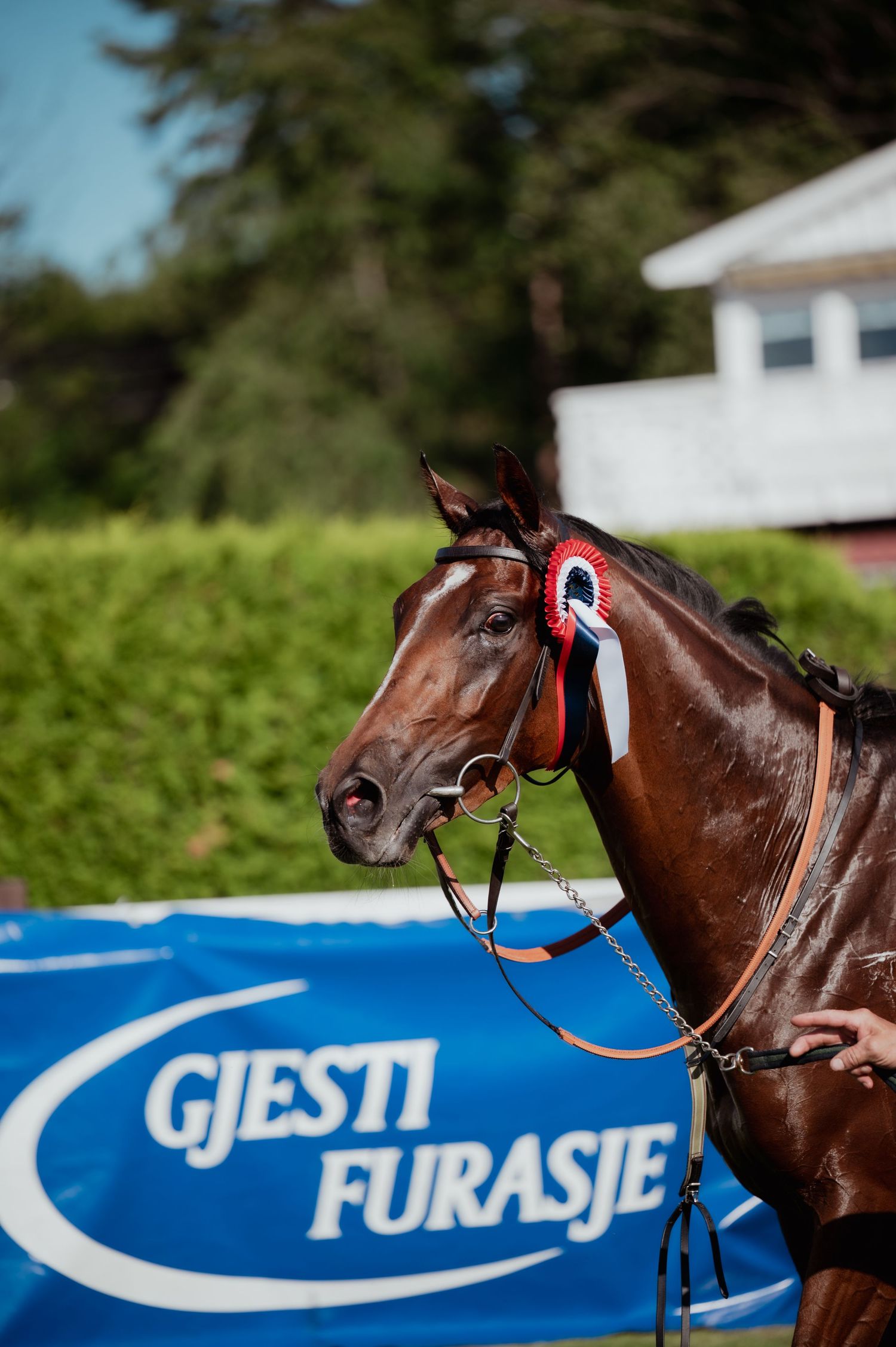 Prize-winning bay horse displaying red rosette near Gjesti Furasje sponsor banner outdoors.
