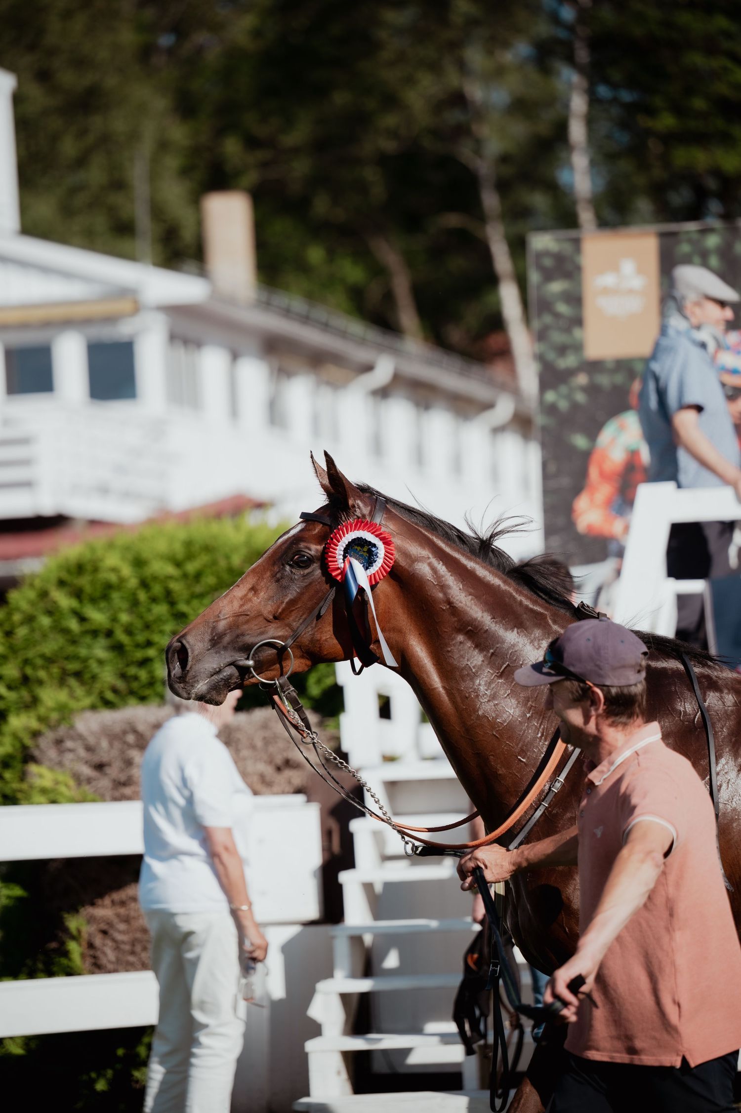 Chestnut racehorse wearing red and blue rosette being led by handler at equestrian event.