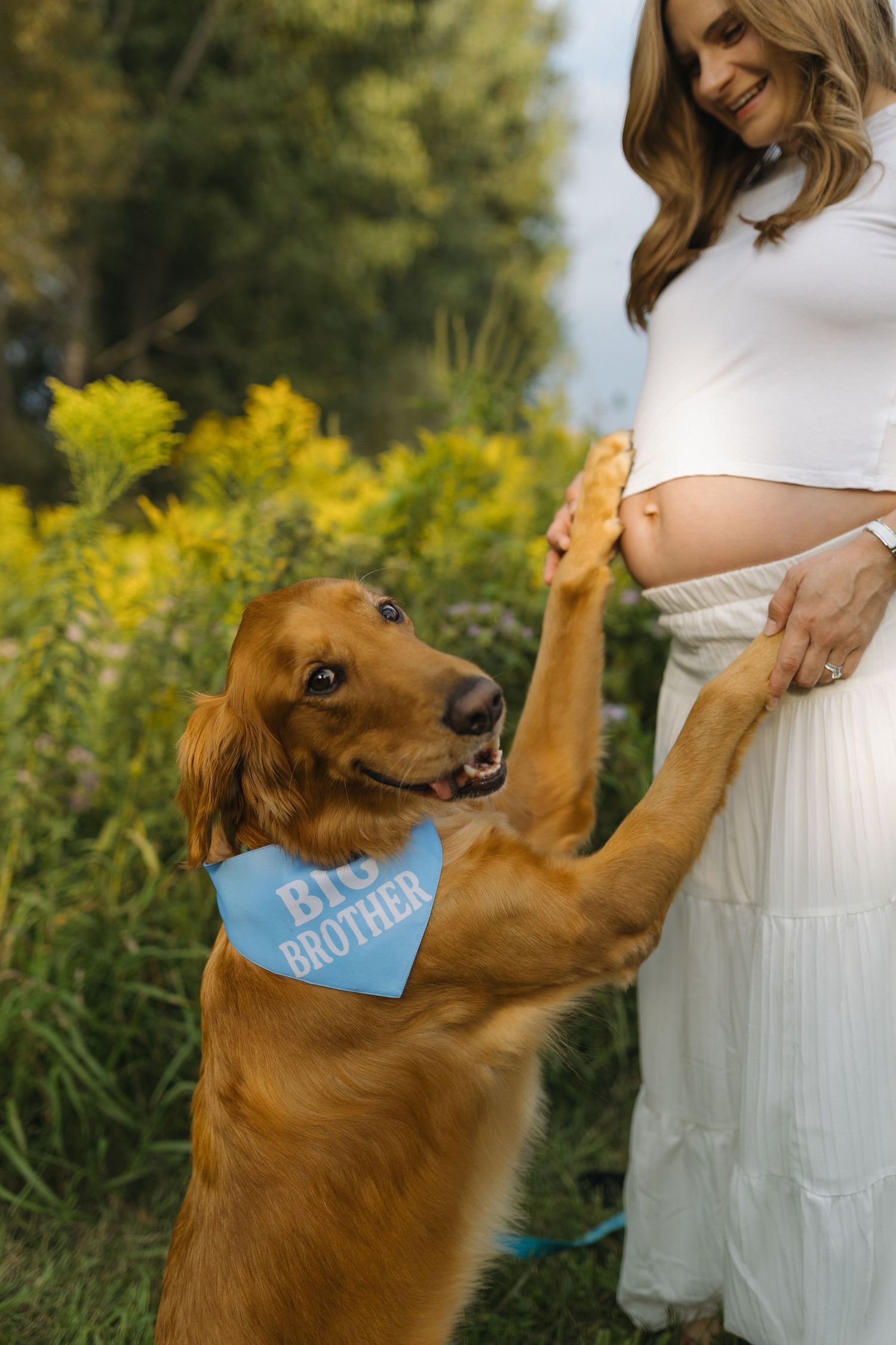 Pregnant woman in white dress with golden retriever wearing a Big Brother bandana standing on hind legs outdoors.