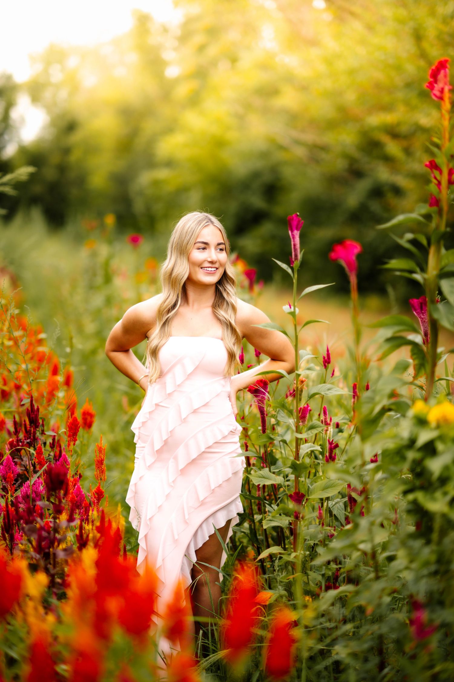 Artistic garden photography featuring bright red celosia flowers and soft golden sunlight.