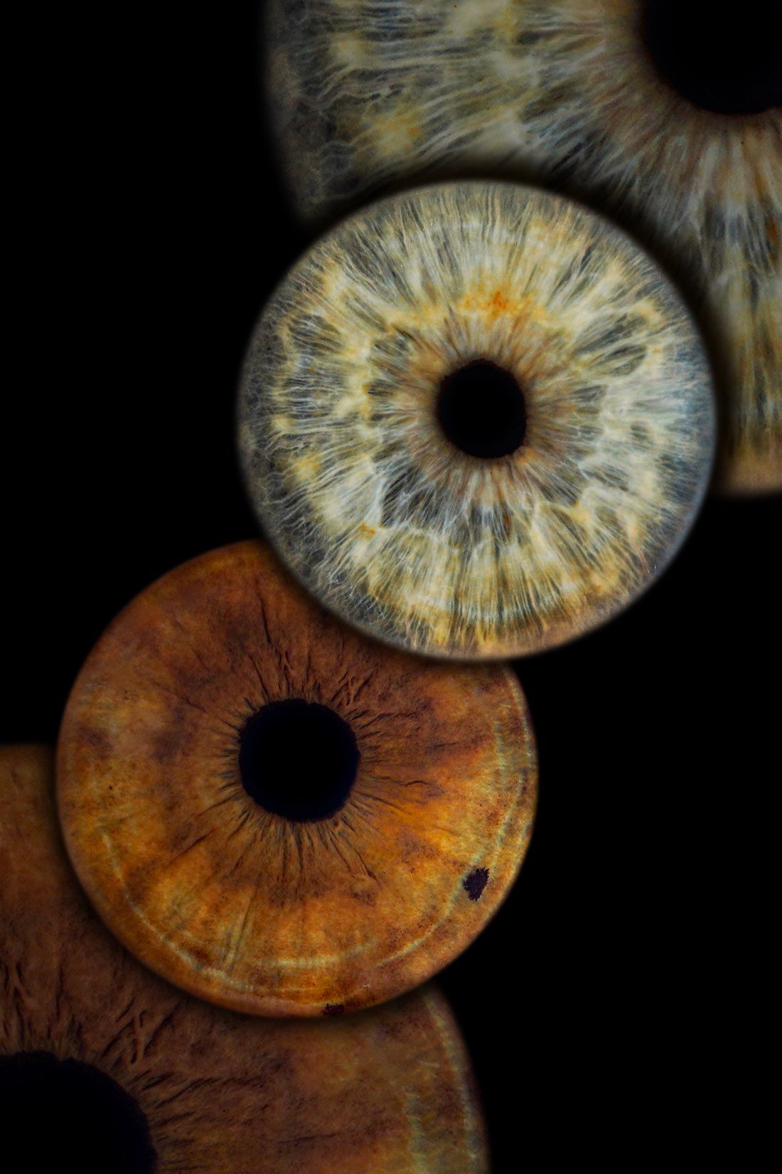 Salt Lake City Utah professional iris photographer his and hers macro