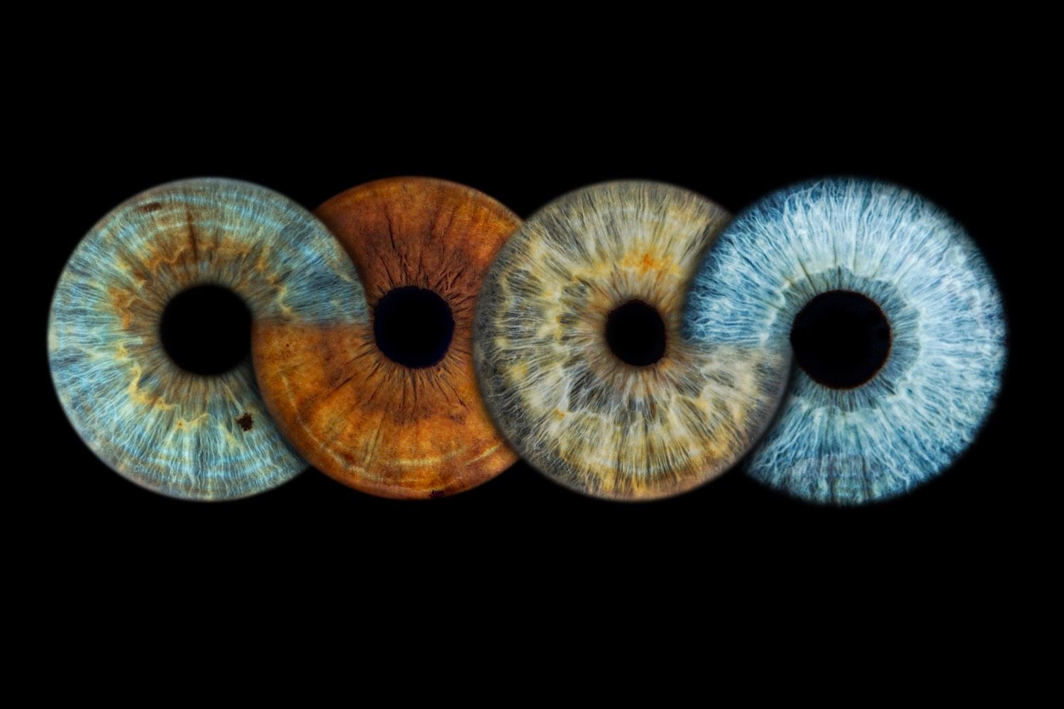 Multi-iris macro artwork in Salt Lake City, Utah (Iris Glow SLC)