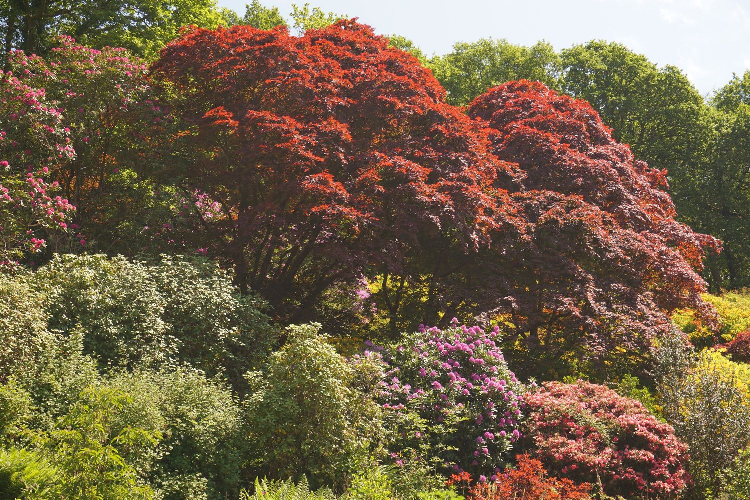 colourful autumn leaves