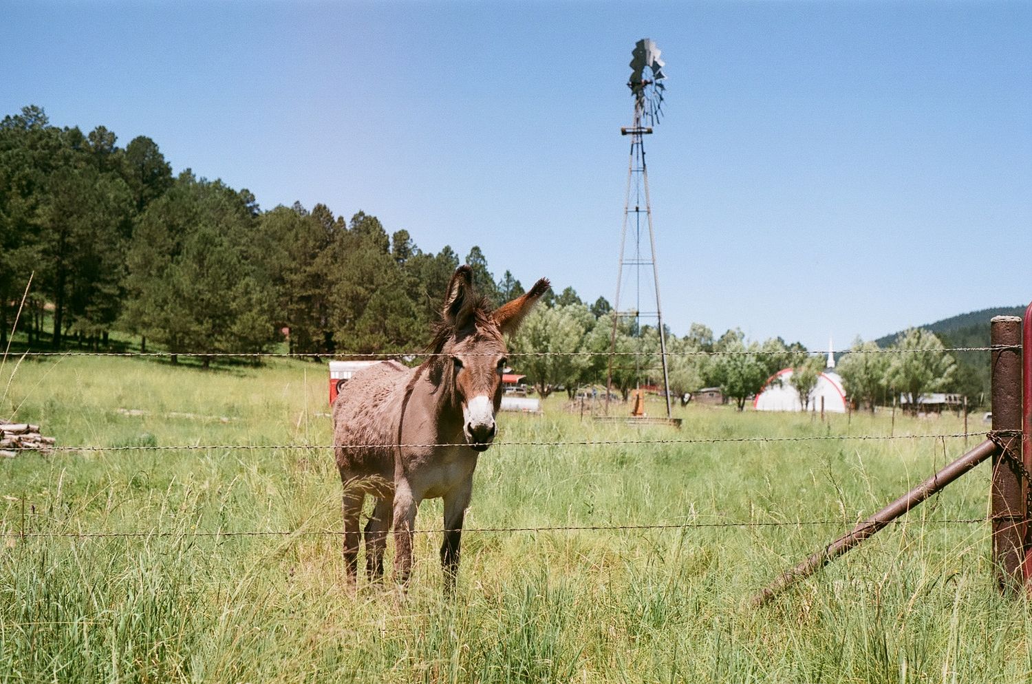 Donkey on film in New Mexico