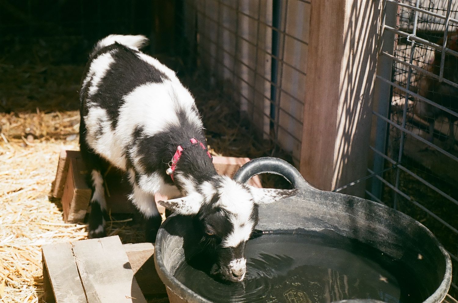 Goat on film in New Mexico