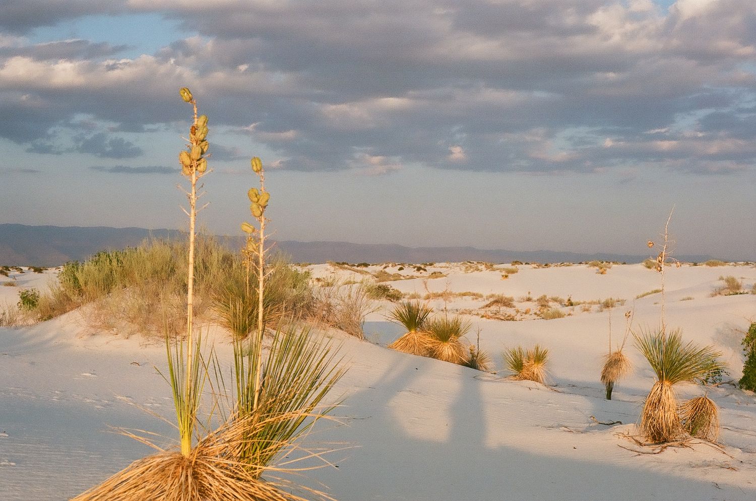 Desert yucca plants stand tall against white sand dunes and dramatic cloudy skies at White Sands National Park.