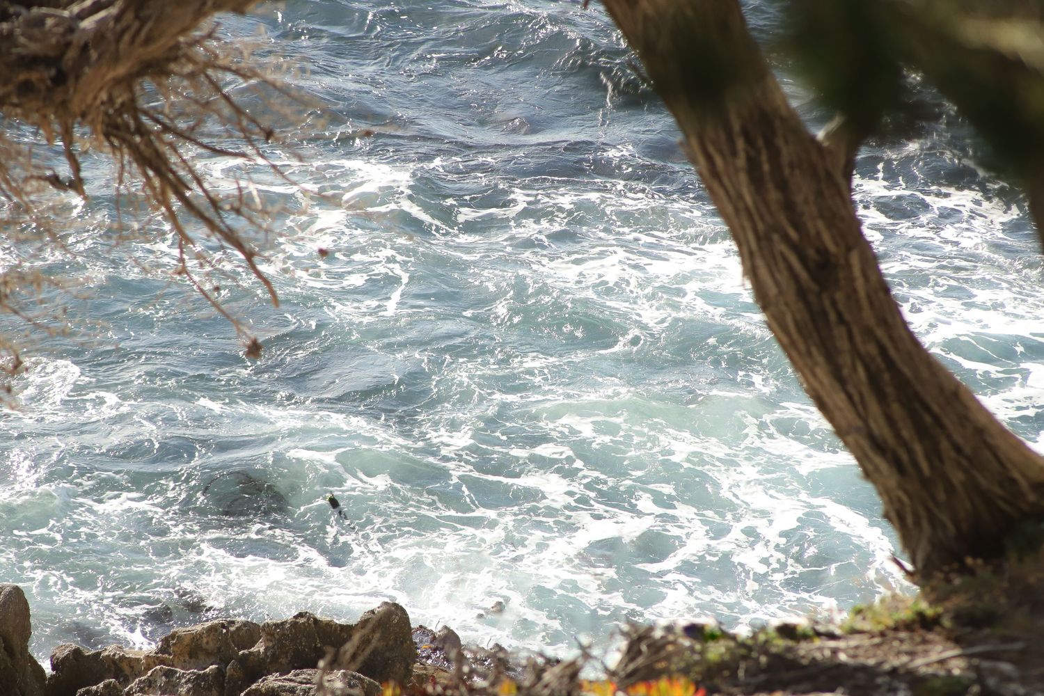 Waves crash against rocky cliffs along a rugged coastline with twisted cypress trees growing near the edge.