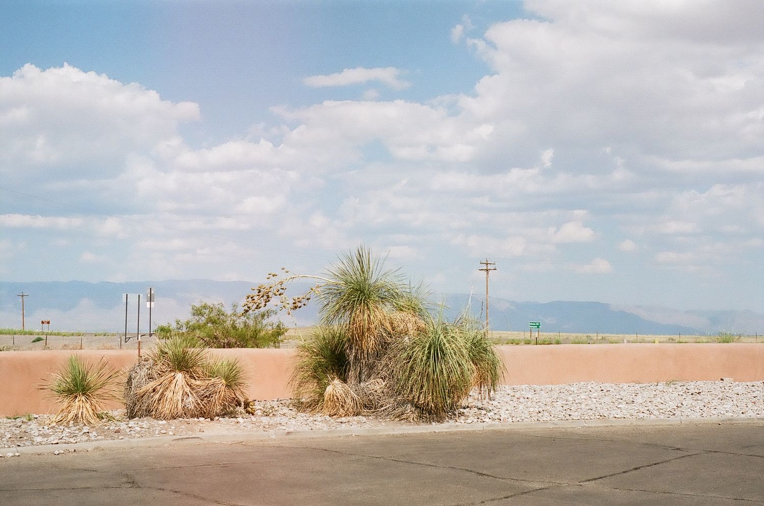 Desert landscape with yucca plants and mountains visible in the distance under blue skies.