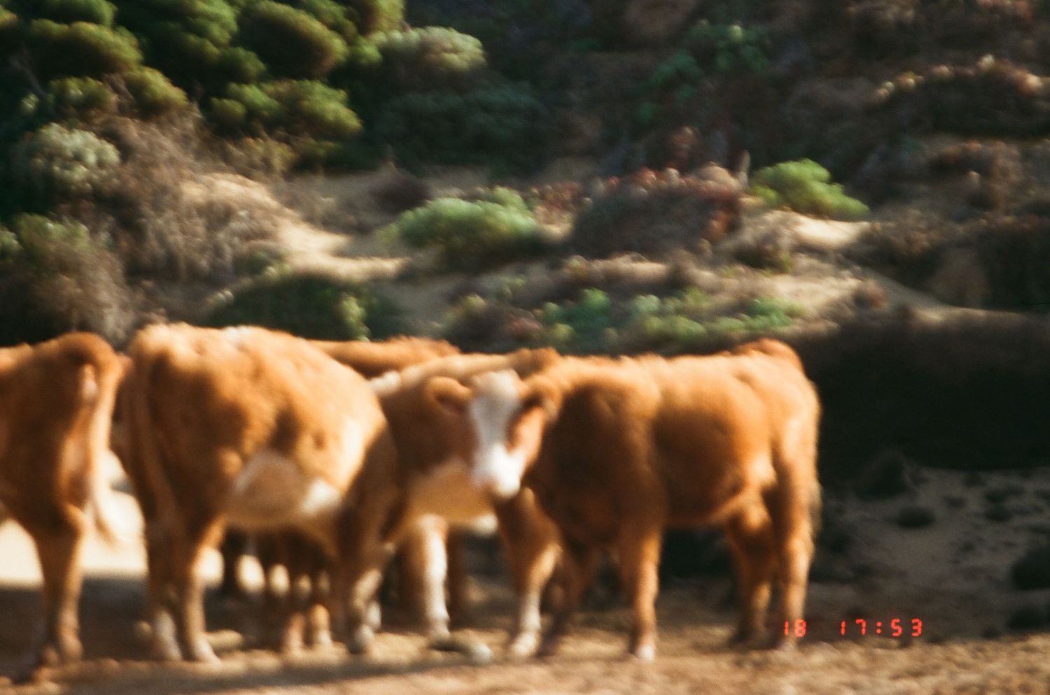 A herd of brown cows grazing together in a pasture with a rocky landscape in the background.