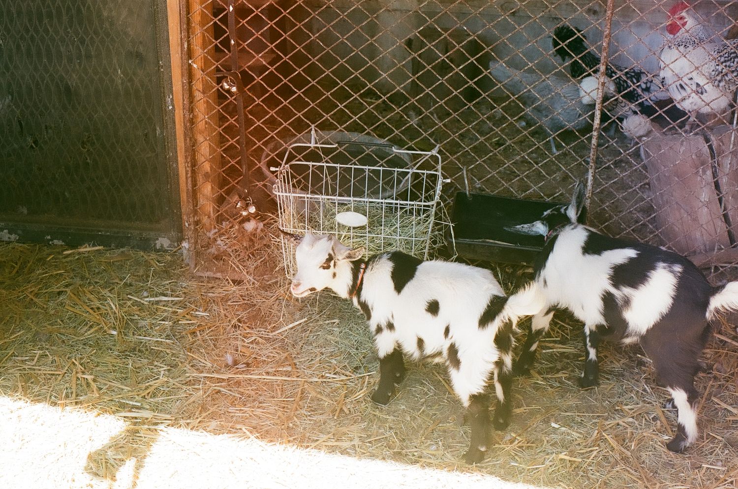 Goats on film at a farm in New Mexico