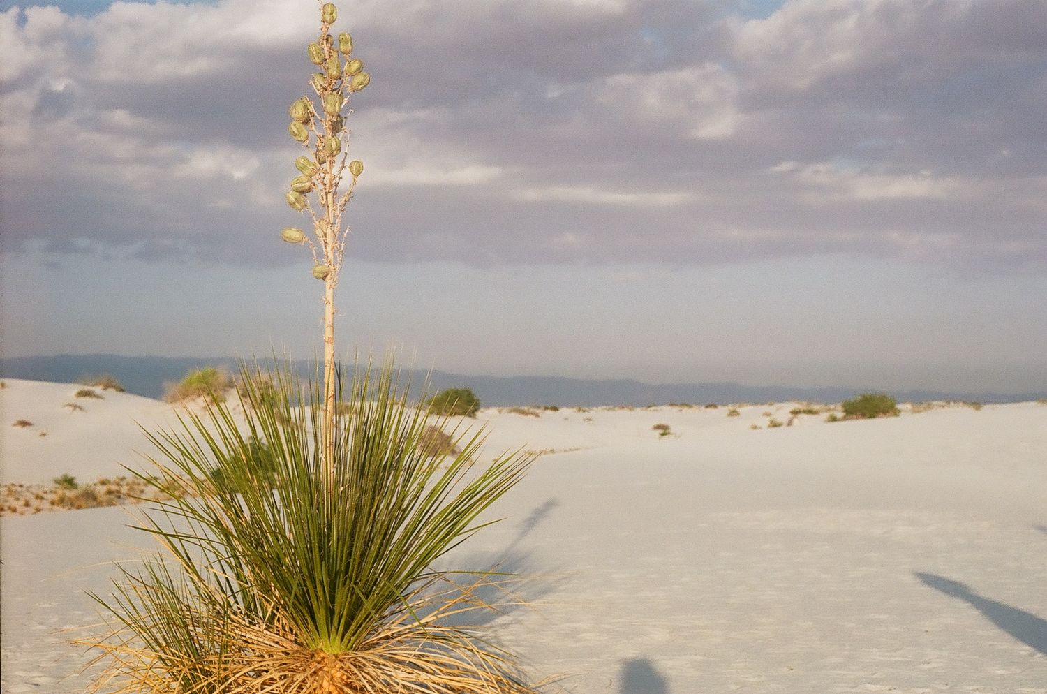 Soaptree yucca plants stand tall against white gypsum sand dunes under cloudy skies at White Sands National Park.