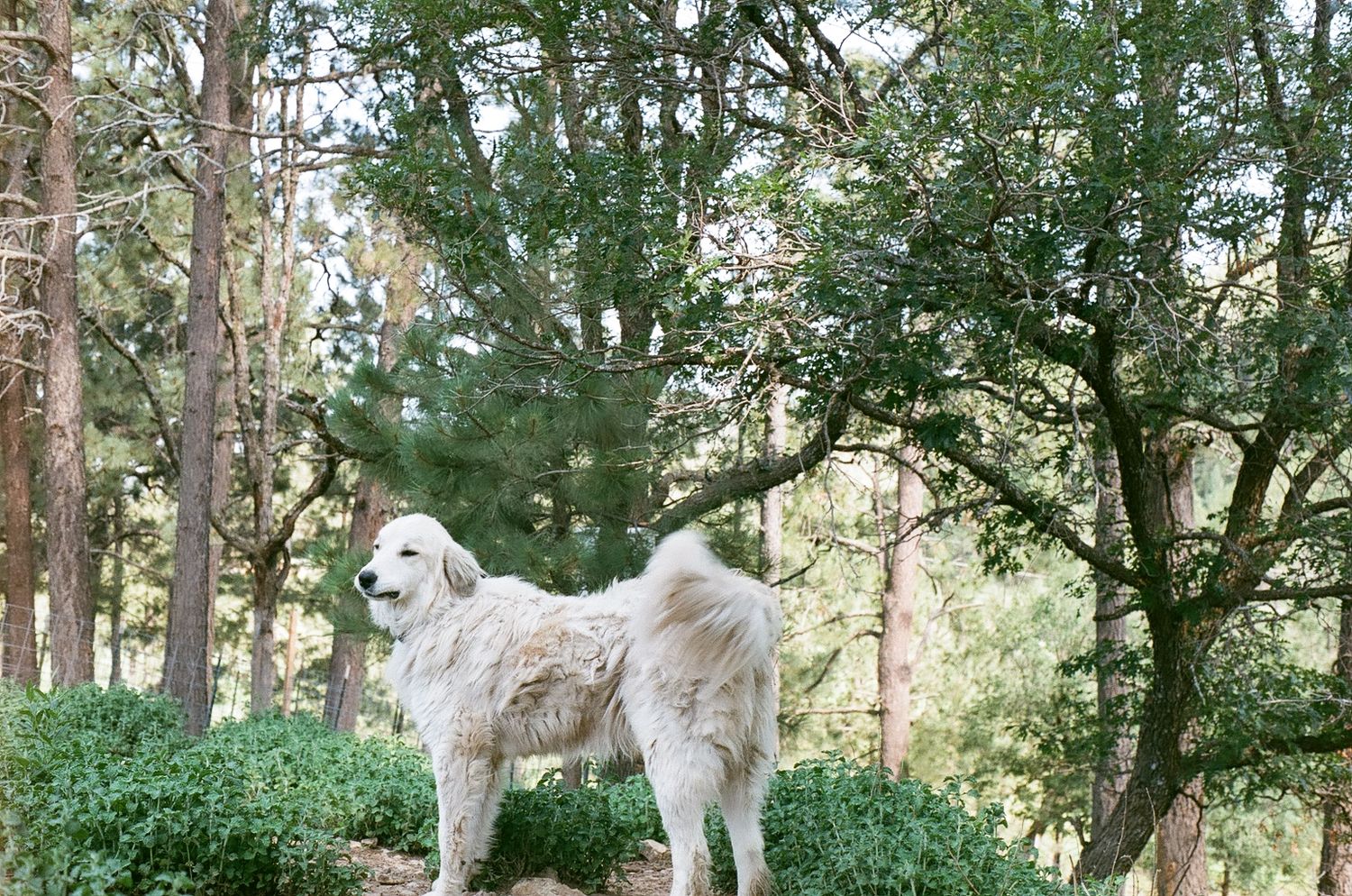 A fluffy white dog stands attentively in a wooded area surrounded by tall trees and green foliage.
