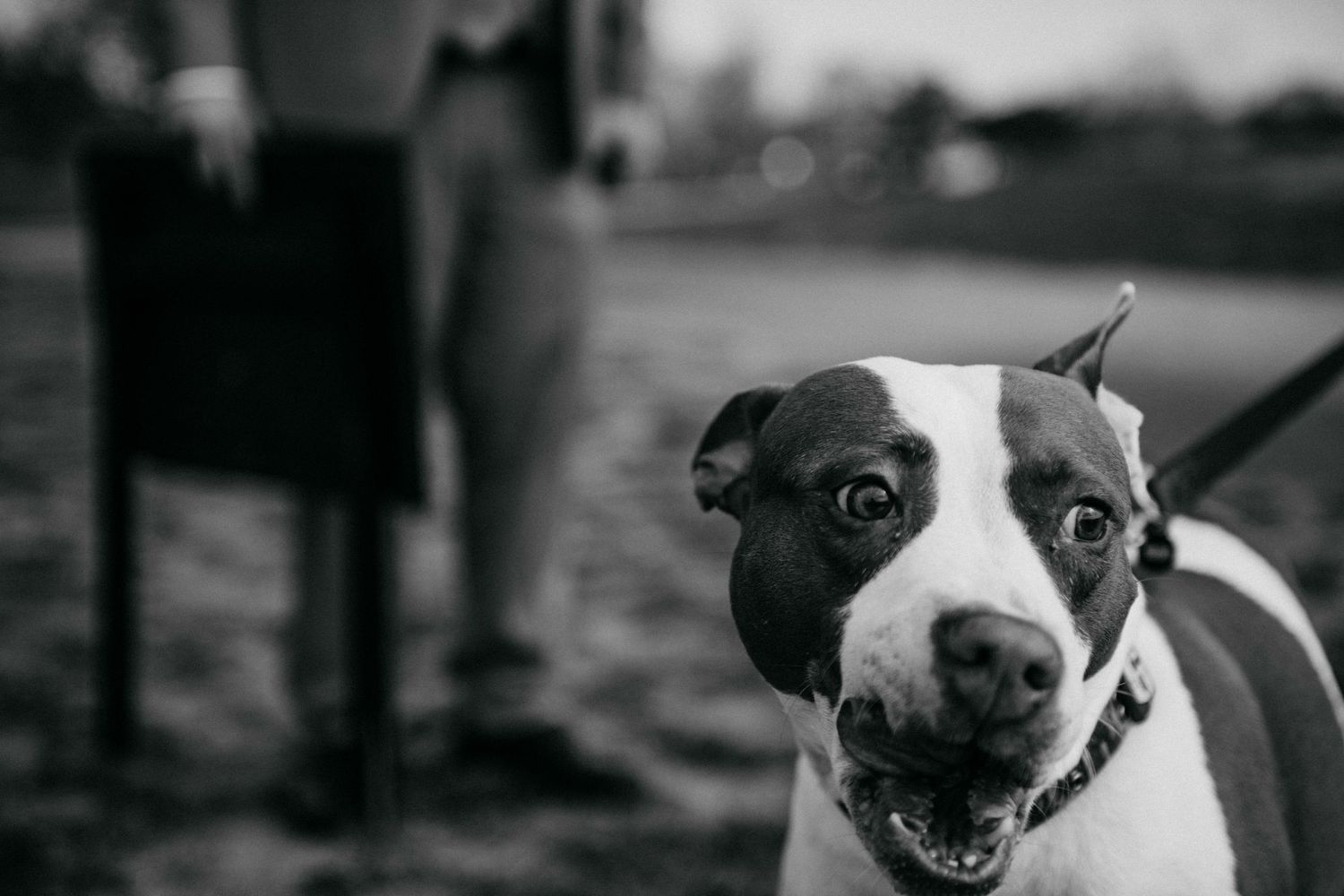Black and white close-up series of a friendly pit bull dog with distinct markings.