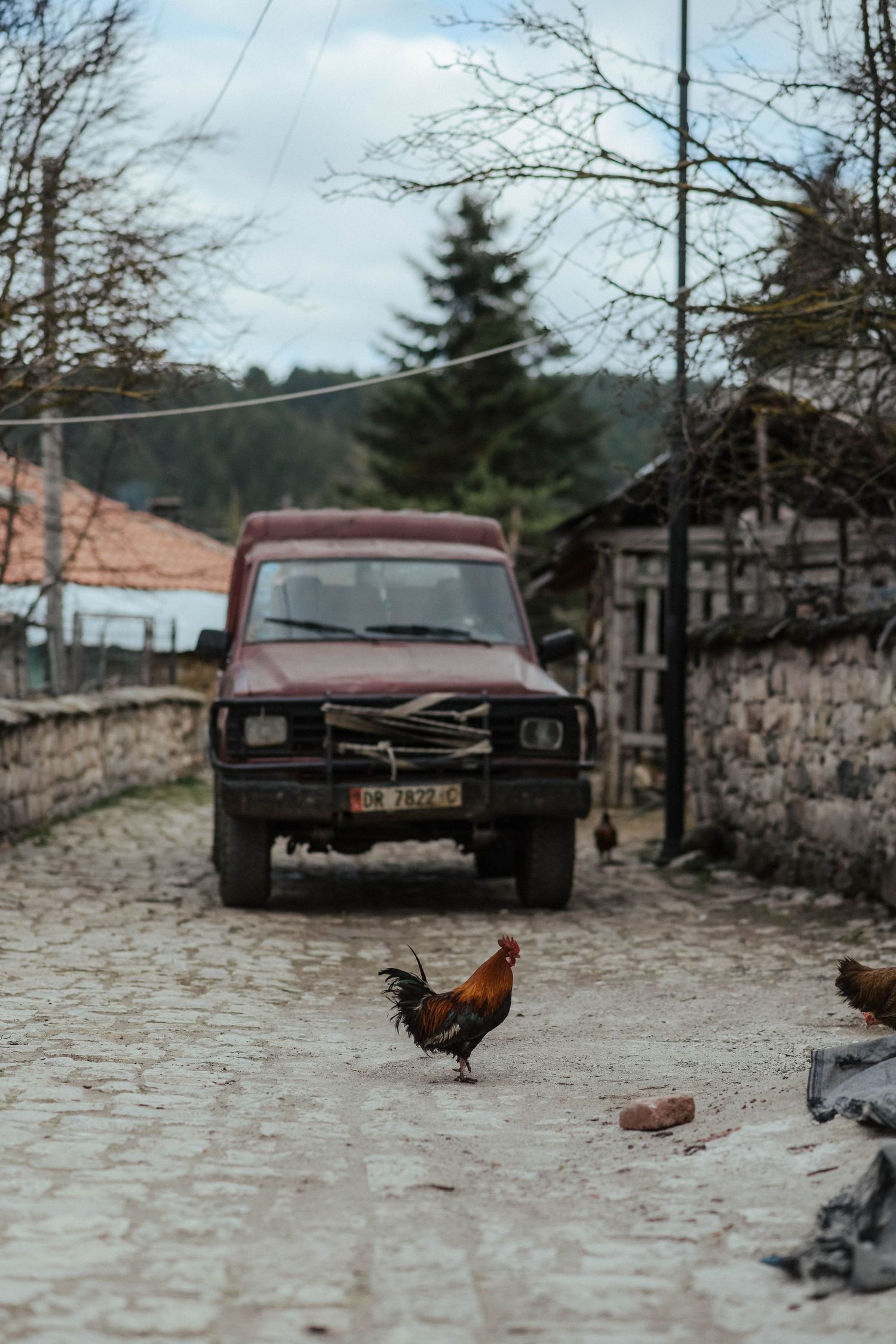 A rooster struts across a cobblestone street with vintage cars parked in the background.