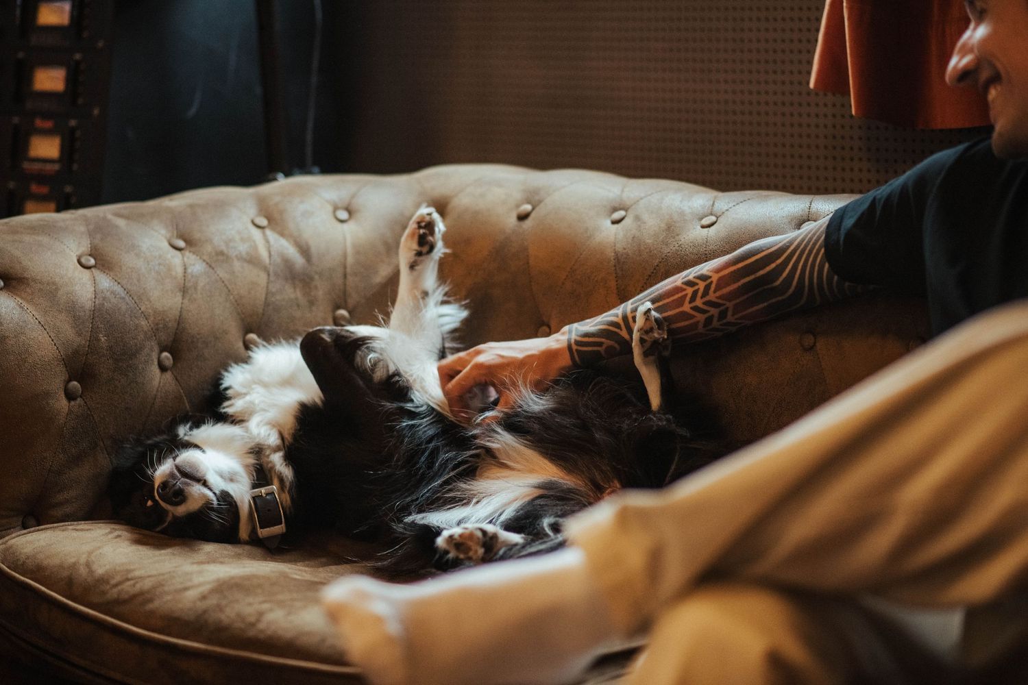 White cat lounges peacefully on a tufted leather sofa in warm lighting.
