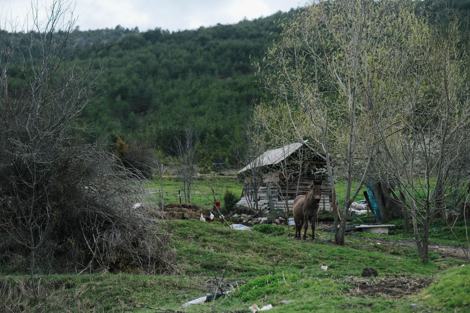 A series of landscape images showing a wooded hillside with scattered buildings and trees in springtime.