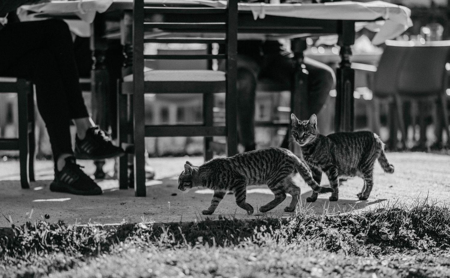 A sequence of black and white photographs showing dogs walking on leashes in an urban setting.