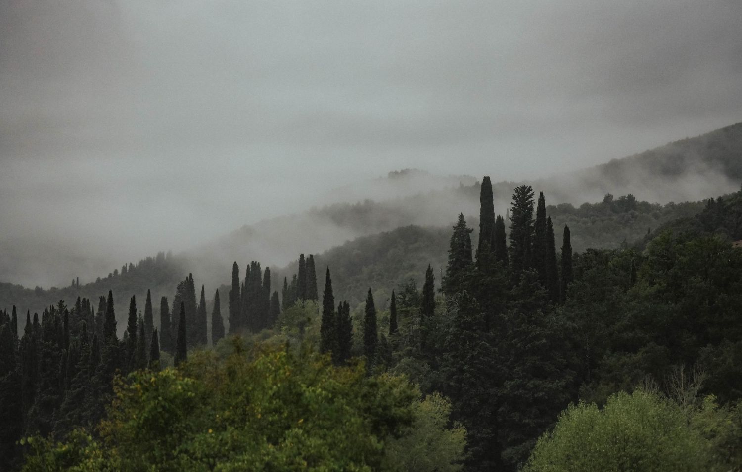Misty hillside landscape with cypress trees in Tuscany on an overcast day.