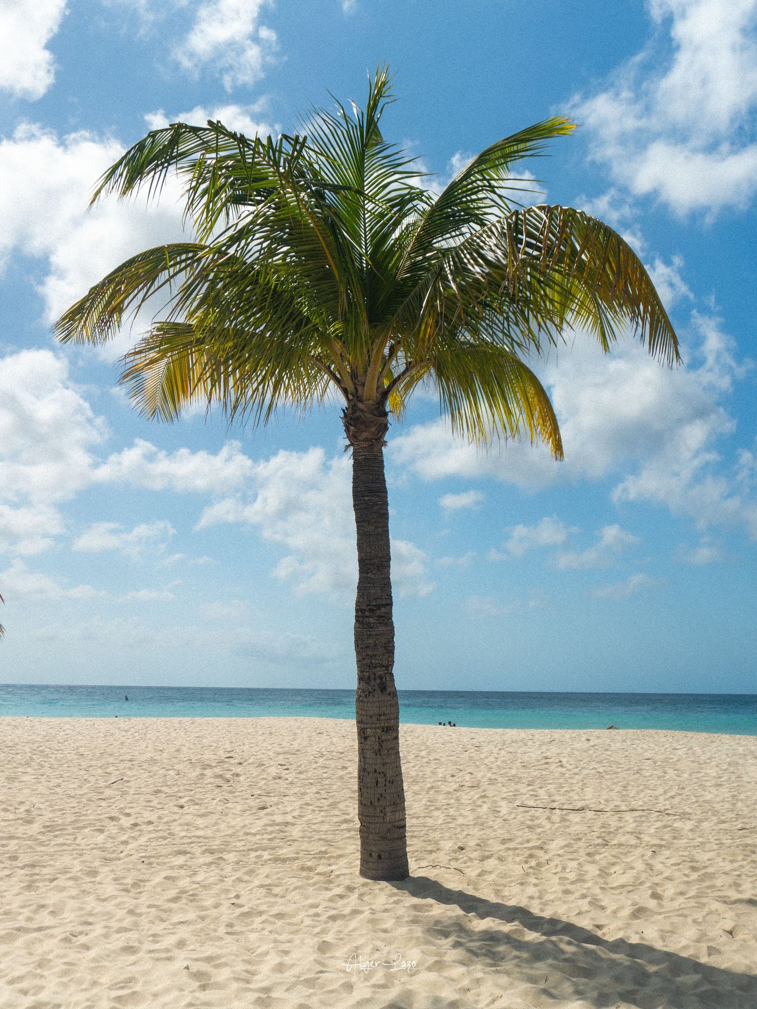 A lone palm tree stands on a pristine white sandy beach with turquoise ocean waters and blue sky in the background.