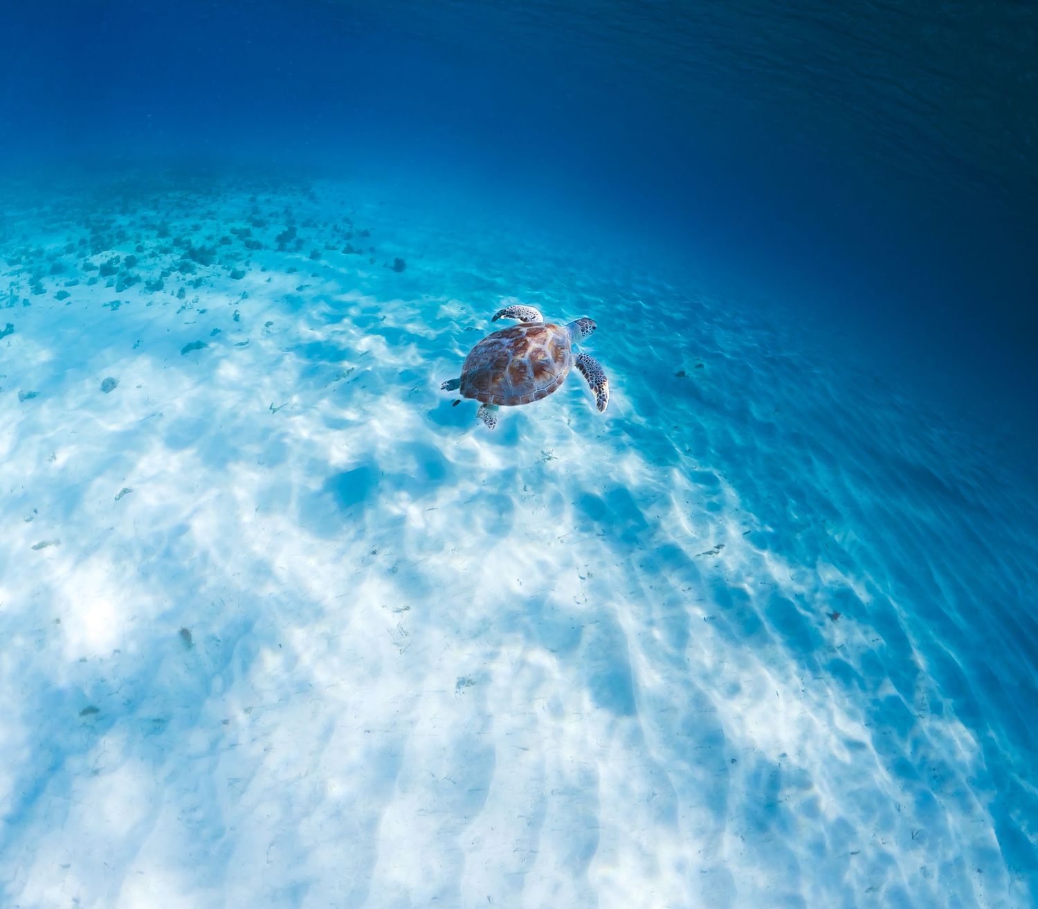 A sea turtle glides gracefully over a bright sandy ocean floor in crystal clear blue tropical waters.