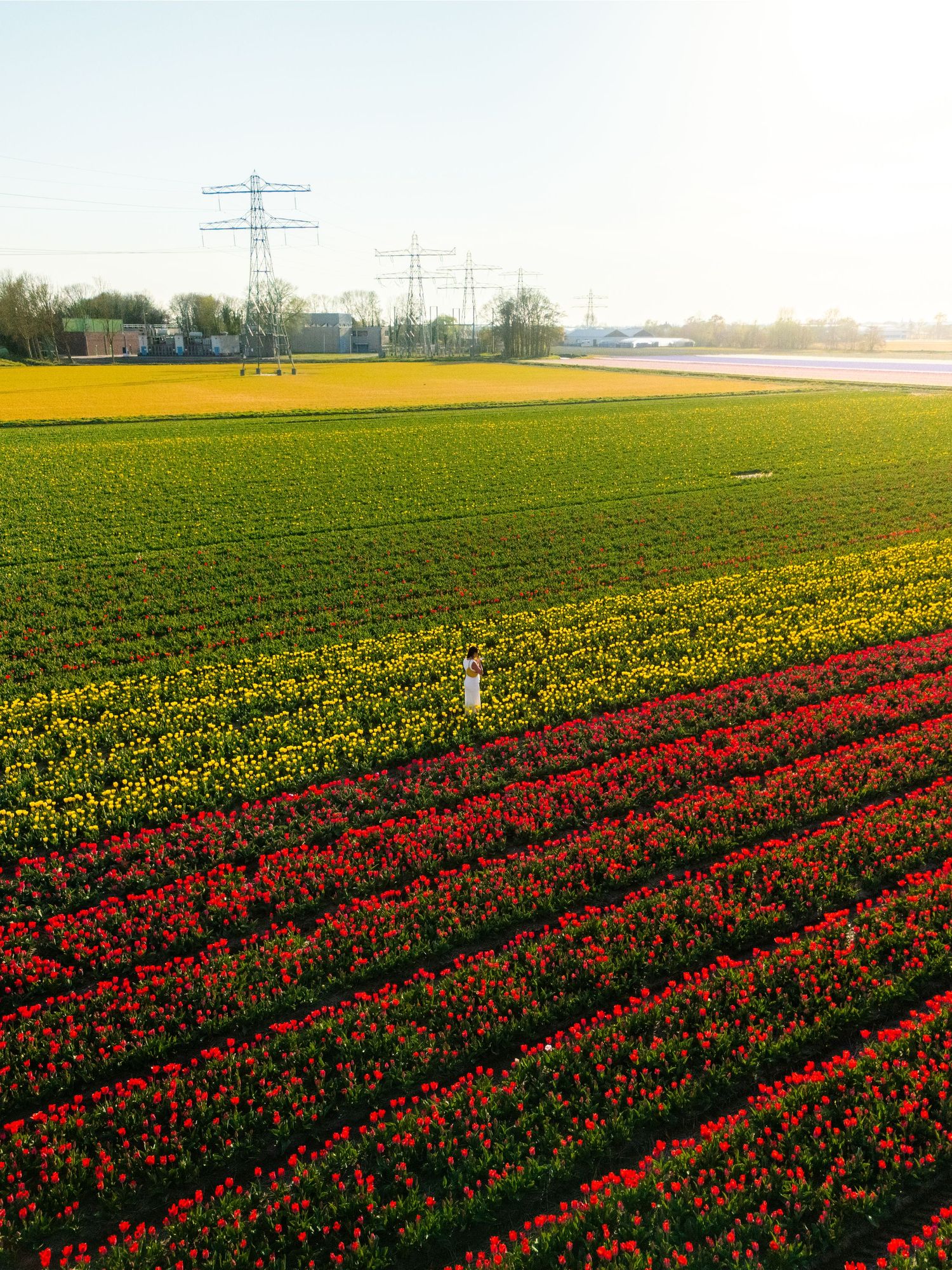 Aerial view of vibrant tulip fields with red, yellow, and green rows in the Netherlands with power lines in background.