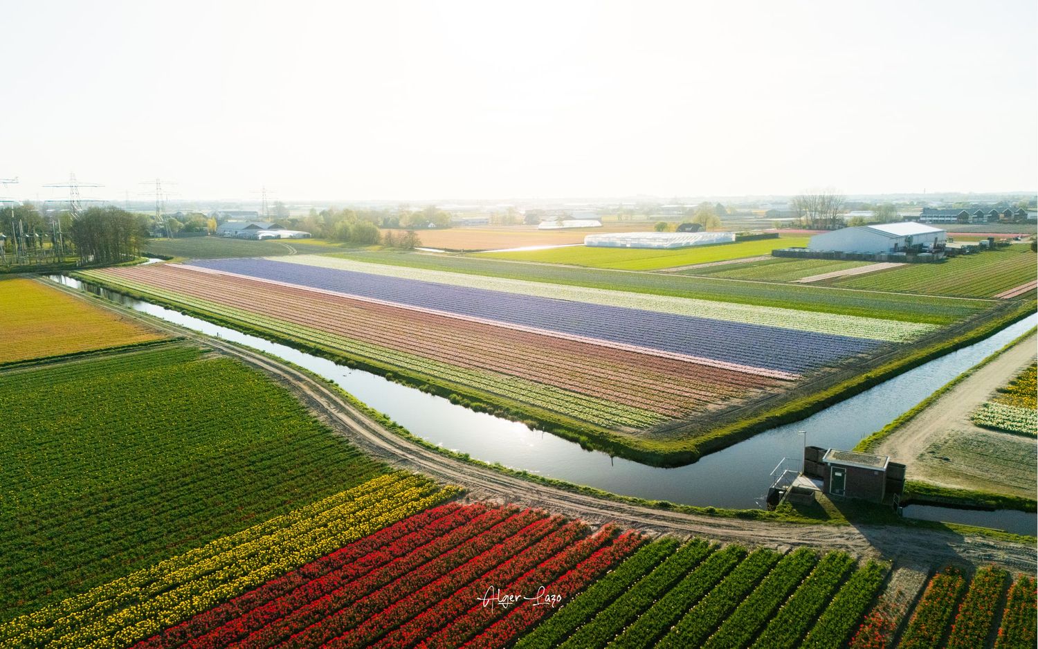 Aerial view of colorful tulip fields in the Netherlands with a canal running through vibrant rows of flowers.