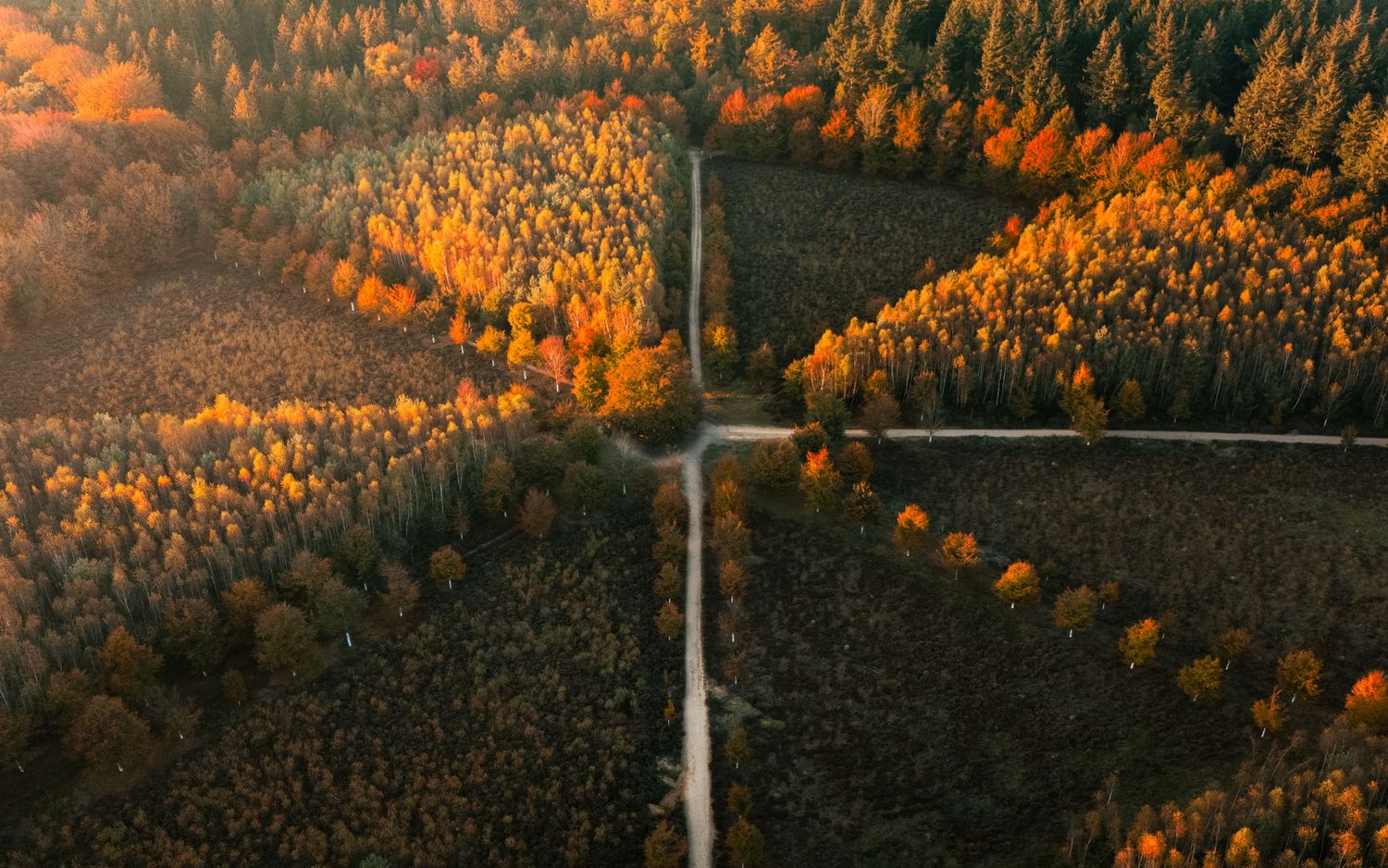Aerial view of autumn forest with colorful orange and yellow trees intersected by cross-shaped dirt roads at golden hour.